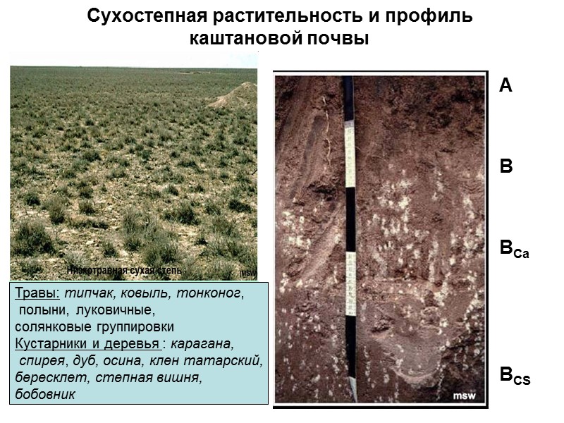 Сухостепная растительность и профиль каштановой почвы А   В   ВCa 